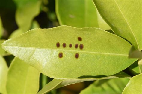 Scale Insects: Detection, Prevention And Control - Gardender