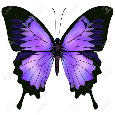 Butterfly Illustration Purple - Butterfly Mania