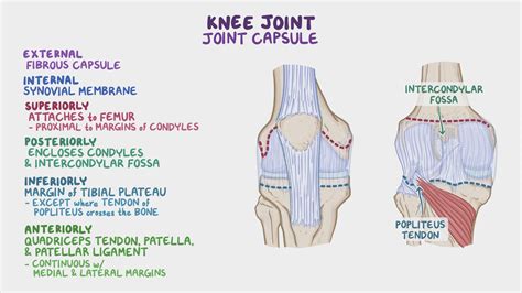 Anatomy of the knee joint: Video, Anatomy & Definition | Osmosis