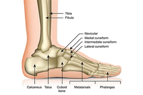 How Foot Bones Work Together in Unison