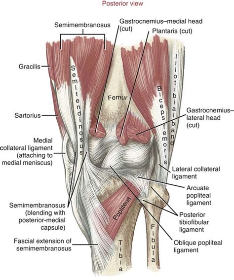 Posterior Knee Joint Anatomy - Human Anatomy