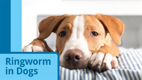 How Do You Know If Your Dog Has Ringworm