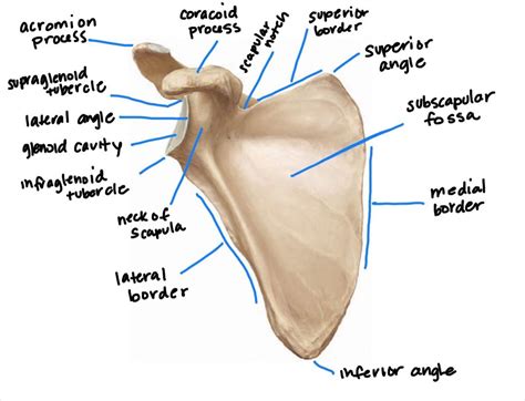 Scapula Infraglenoid Tubercle Pocket Anatomy, 49% OFF