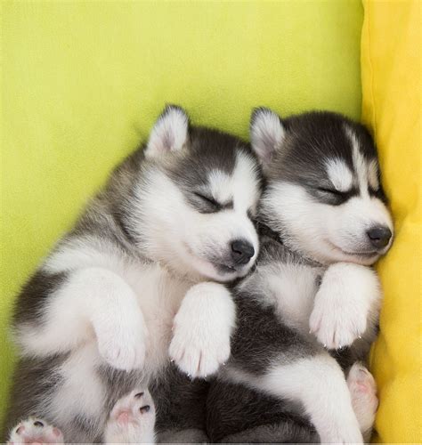 cute husky puppies - Cute Puppies Photo (41541434) - Fanpop