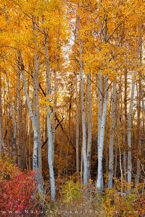 Fall Foliage Mammoth Lakes Photo | Nature Photos for Sale