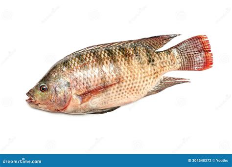 Fresh Snapper Fish Isolated Stock Photo - Image of healthy, northern: 304548372