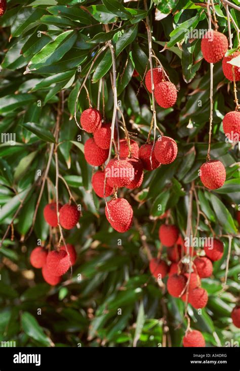 Tropical Fruit Trees High Resolution Stock Photography and Images - Alamy