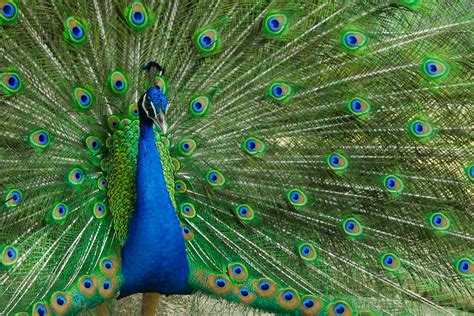 Peacock | Peacock with spread wings | jpacamana | Flickr