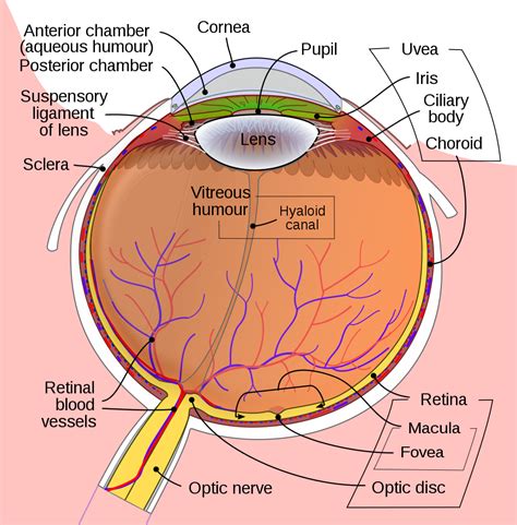 File:Schematic diagram of the human eye en.svg - Wikipedia, the free encyclopedia