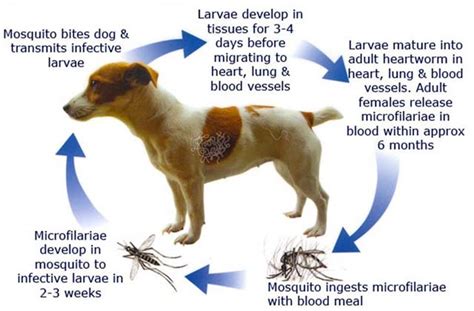 Preventing Heartworm Disease in Dogs | Australian Dog Lover