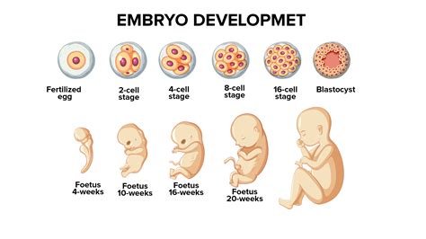 Organogenesis Phase Stages Of Embryonic Development Process Outline | The Best Porn Website