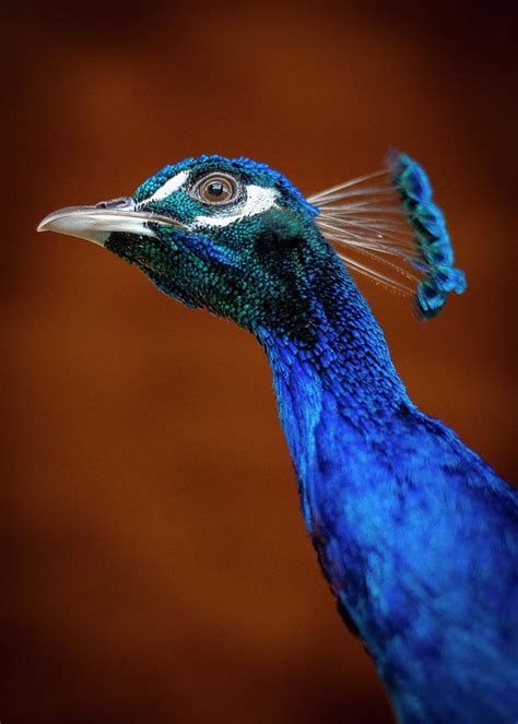 Male Peacock Close Up Closeup Photograph by Cavan Images - Fine Art America