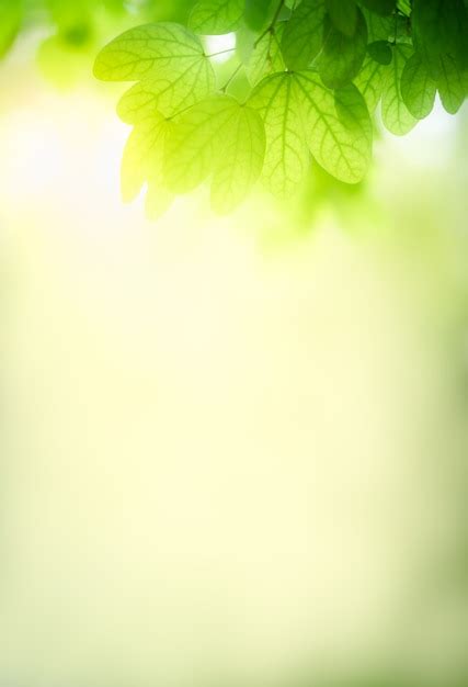 Premium Photo | Nature of green leaf in garden at summer. Natural green leaves plants using as ...