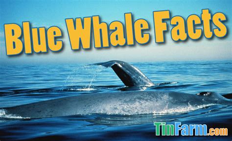 Blue Whale Facts For Kids: Information, Pictures & Activities