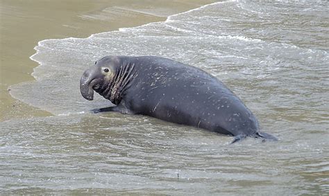 Elephant Seal Facts - Animals of the Oceans - WorldAtlas