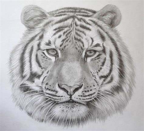 Tiger Face Sketch at PaintingValley.com | Explore collection of Tiger Face Sketch