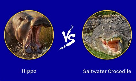 Hippo vs Saltwater Crocodile: Key Differences (And Who Would Win in a Fight!) - A-Z Animals