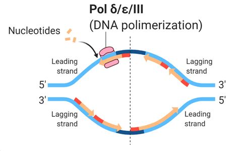 DNA Polymerase: Properties, Structure, Types, Functions