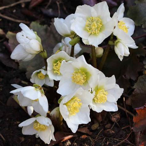 Christmas Rose Seeds - Helleborus Niger Flower Seeds