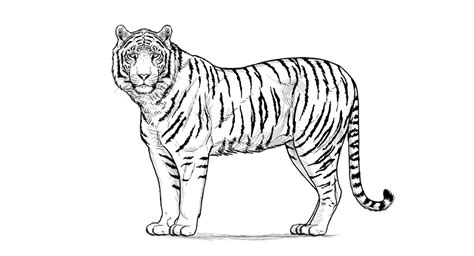 Tiger Sitting Side View Drawing The tiger is considered to be the biggest animal under cat species