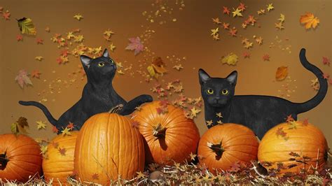 Halloween Cat Wallpapers on WallpaperDog