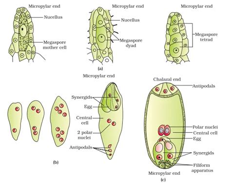 Embryo Sac In Plants - Plant Embryo Sac Diagram - Pictures, Photos & Images of ... - Development ...