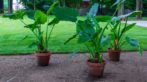 How to propagate elephant ears? - Plant Propagation