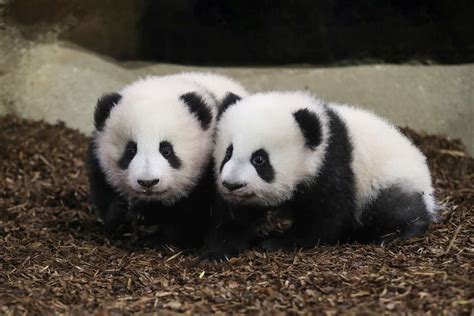 34 Best Facts About Baby Pandas - Facts.net