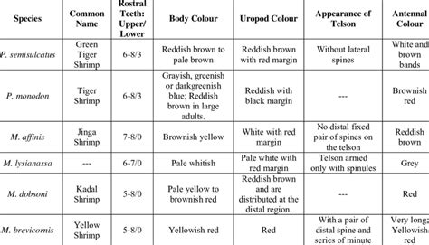 Morphological differences identified in marine shrimp species | Download Table