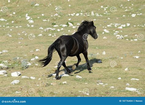 Wild horse run stock photo. Image of head, countryside - 18776404