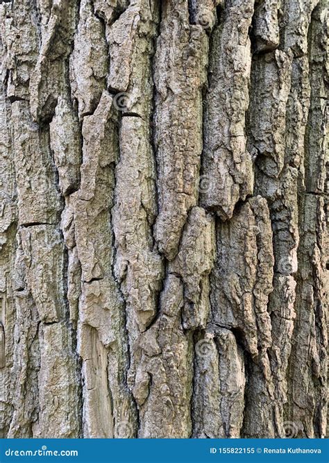 Poplar tree bark stock image. Image of closeup, tree - 155822155