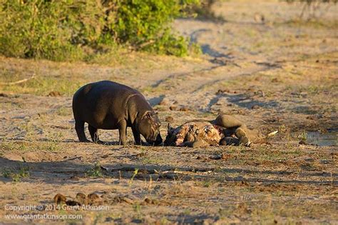 Hippo versus lion on the Chobe River - Africa Geographic