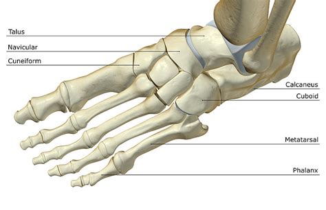 The Bones Of The Foot by Medicalrf.com