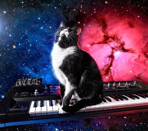 HD spacecats wallpapers | Peakpx