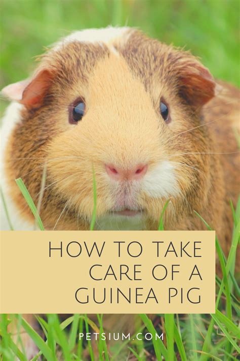 Guinea Pig Care - How To Take Care Of A Guinea Pig - Petsium