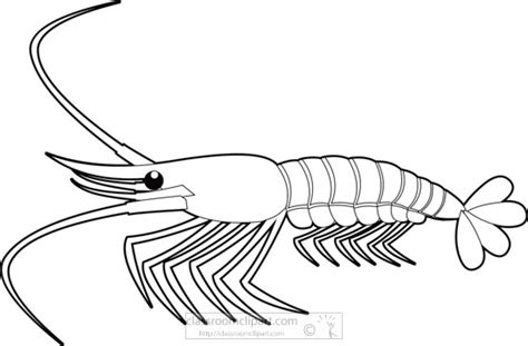 Shrimp Drawing Outline