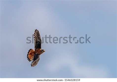 American Kestrel Isolated: Over 197 Royalty-Free Licensable Stock Photos | Shutterstock