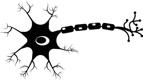 Neuron icon on white background. Human neuron cell sign. Brain neuron symbol. flat style ...