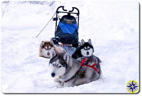 sled dog siberian husky resting on trail | Overland Adventures and Off-Road