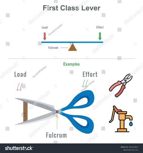 Examples Of Third Class Levers In The Human Body