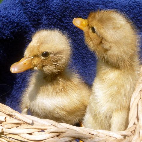 Our New Saxony Ducklings - Cuteness Overload | Fresh Eggs Daily®