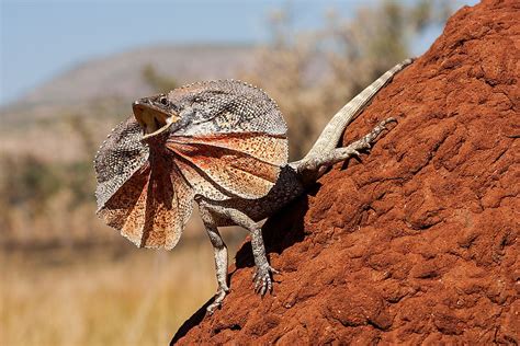 What Animals Live In The Australian Outback? - WorldAtlas