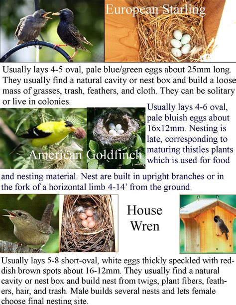 Types Of Bird Nests