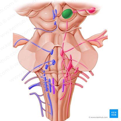 Superior colliculus: Anatomy and function | Kenhub