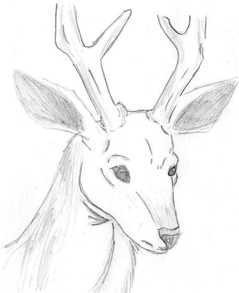 Deer Sketch by McJibbers on DeviantArt