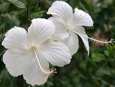 White Hibiscus Flowers Wallpapers | Beautiful Flowers Wallpapers