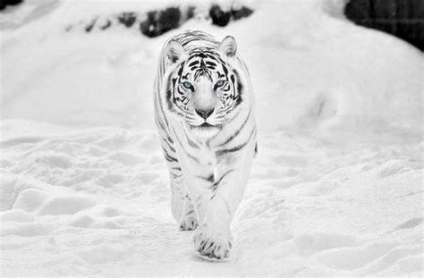 Siberian White Tiger 4k Wallpapers - Wallpaper Cave