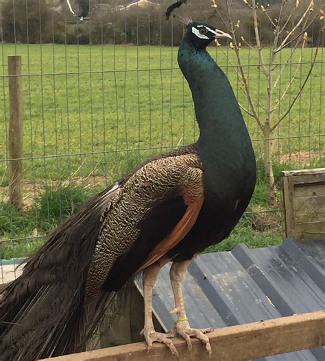 Burford Bronze Peafowl - Peacocks UK