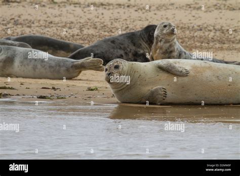 Common Seals at Blakeney Point Norfolk Stock Photo - Alamy