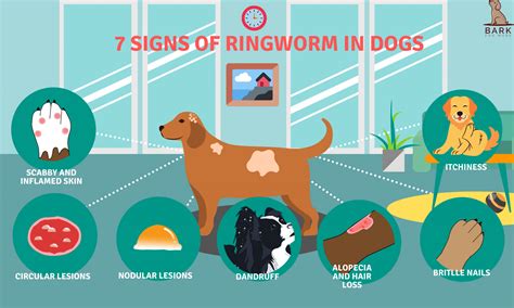 Dog Owner Must-Knows About Ringworm In Dogs | Bark For More